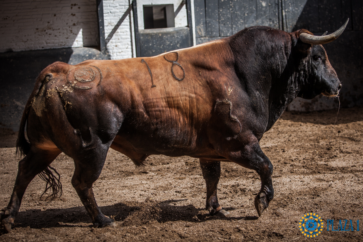 Sorteo, Madrid 24 de junio de 2018