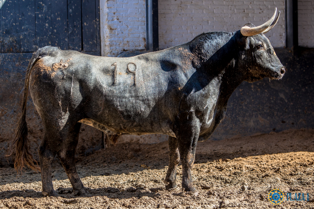 Sorteo, Madrid 3 de junio de 2018