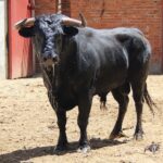 Madrid, San Isidro, lunes 4 de junio de 2018. Toros de Saltillo