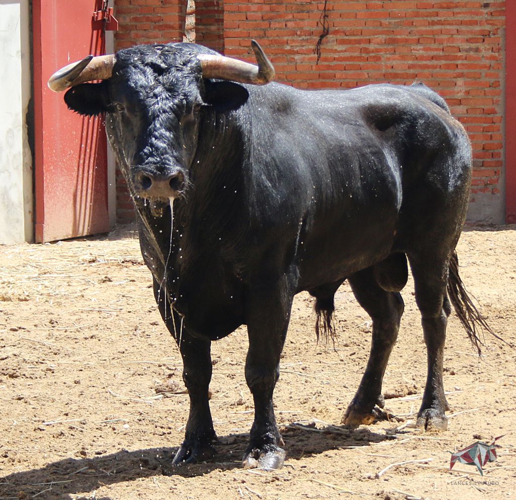Madrid, San Isidro, lunes 4 de junio de 2018. Toros de Saltillo