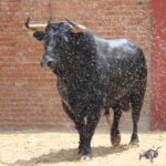 Madrid, San Isidro, martes 5 de junio de 2018. Toros de José Escolar