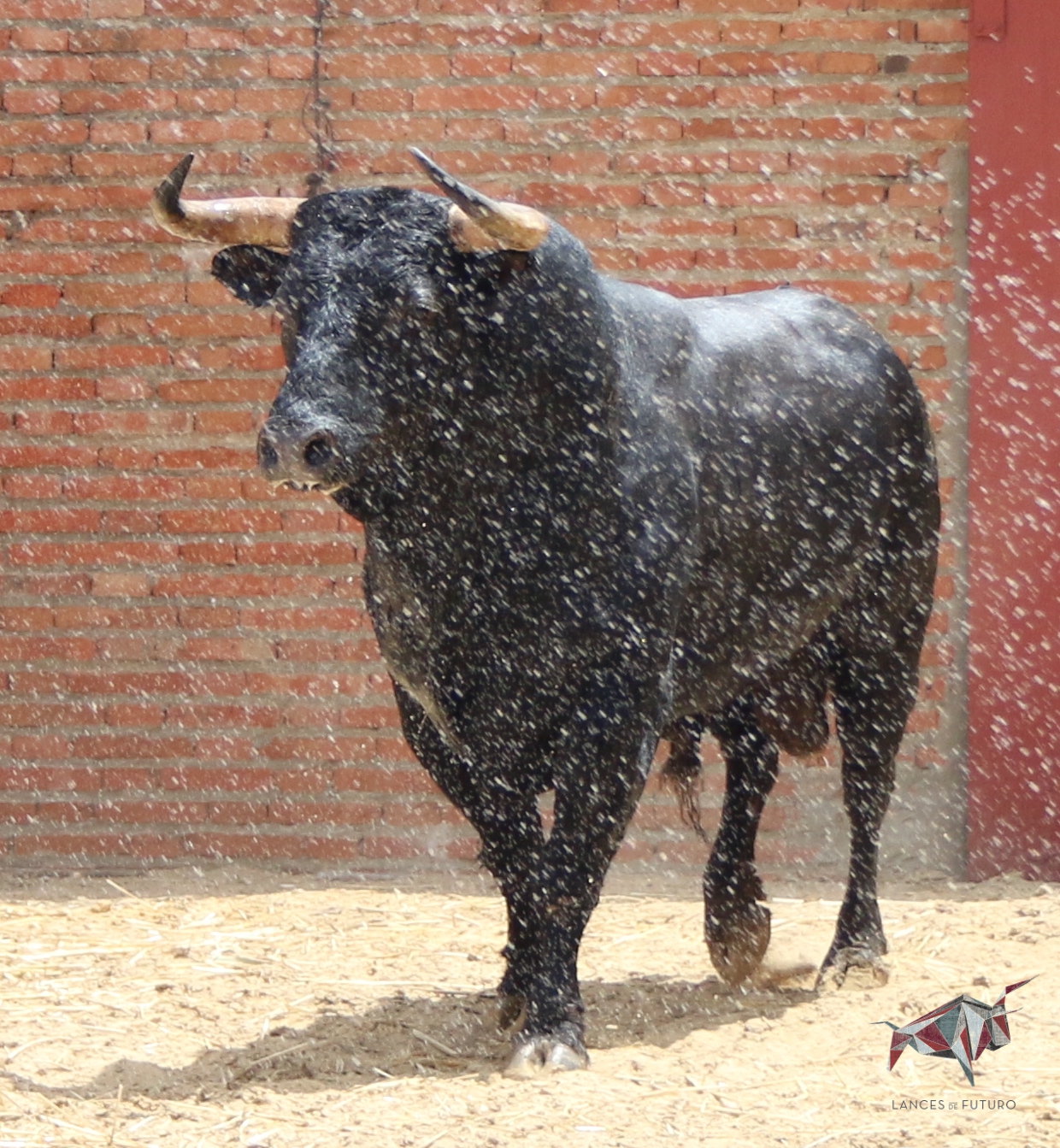 Madrid, San Isidro, martes 5 de junio de 2018. Toros de José Escolar