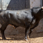 Madrid, jueves 7 de junio de 2018, San Isidro. Toros de Rehuelga y Pallarés