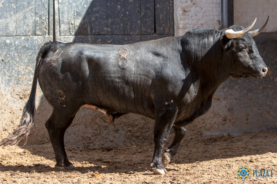 Madrid, jueves 7 de junio de 2018, San Isidro. Toros de Rehuelga y Pallarés