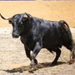 Granada, viernes 1 de junio de 2018. Sorteados los toros de Victoriano del Río.