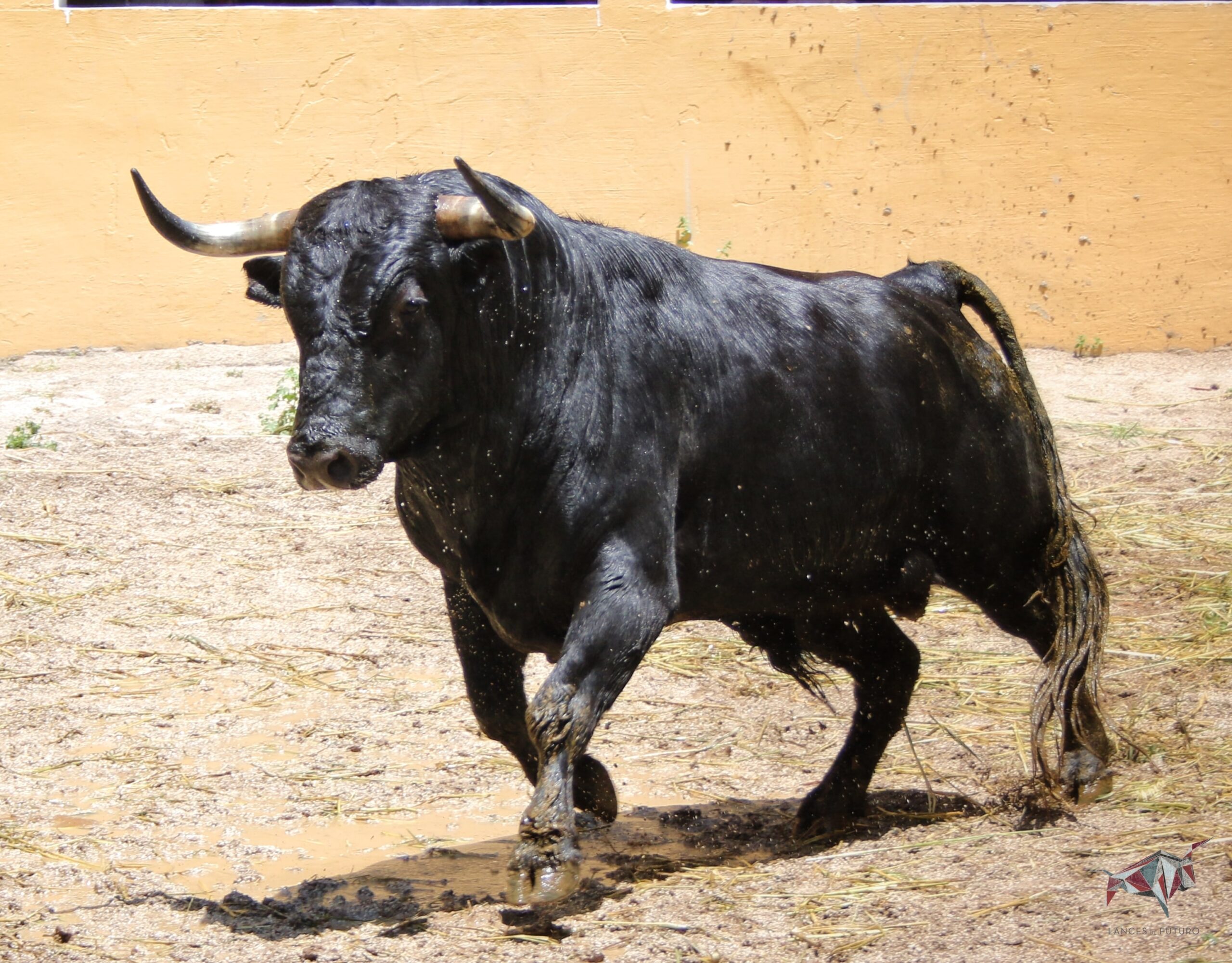 Granada, viernes 1 de junio de 2018. Sorteados los toros de Victoriano del Río.