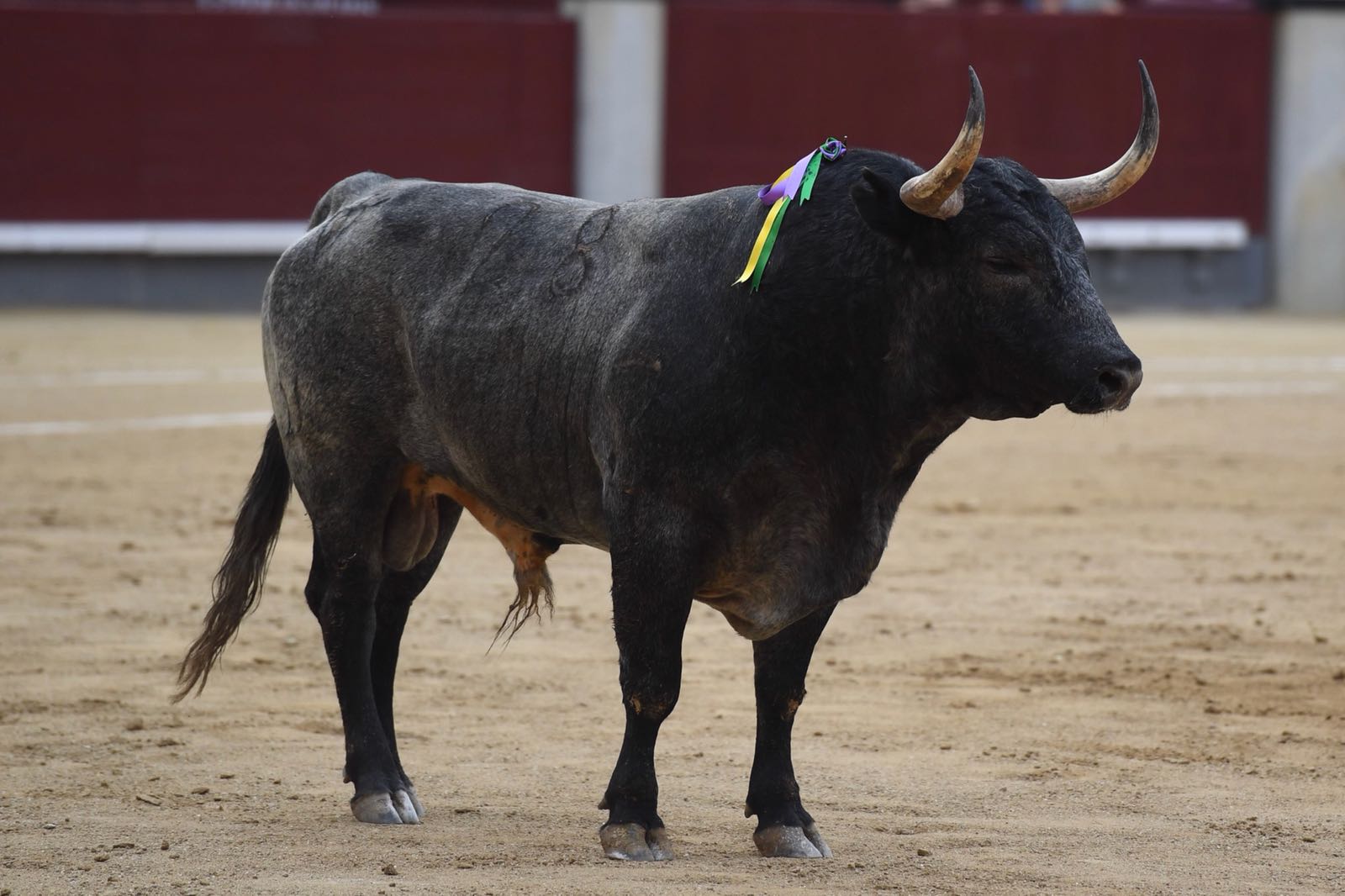 Madrid, San Isidro, jueves 7 de junio de 2018