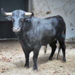 Sorteo, Bilbao 9 de junio de 2018