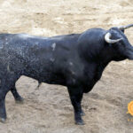 Sorteo de los novillos de López Gibaja para Sevilla, 14 de junio de 2018.