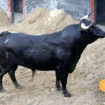 Sorteo de los novillos de López Gibaja para Sevilla, 14 de junio de 2018.