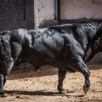 Sorteo, Madrid 24 de junio de 2018