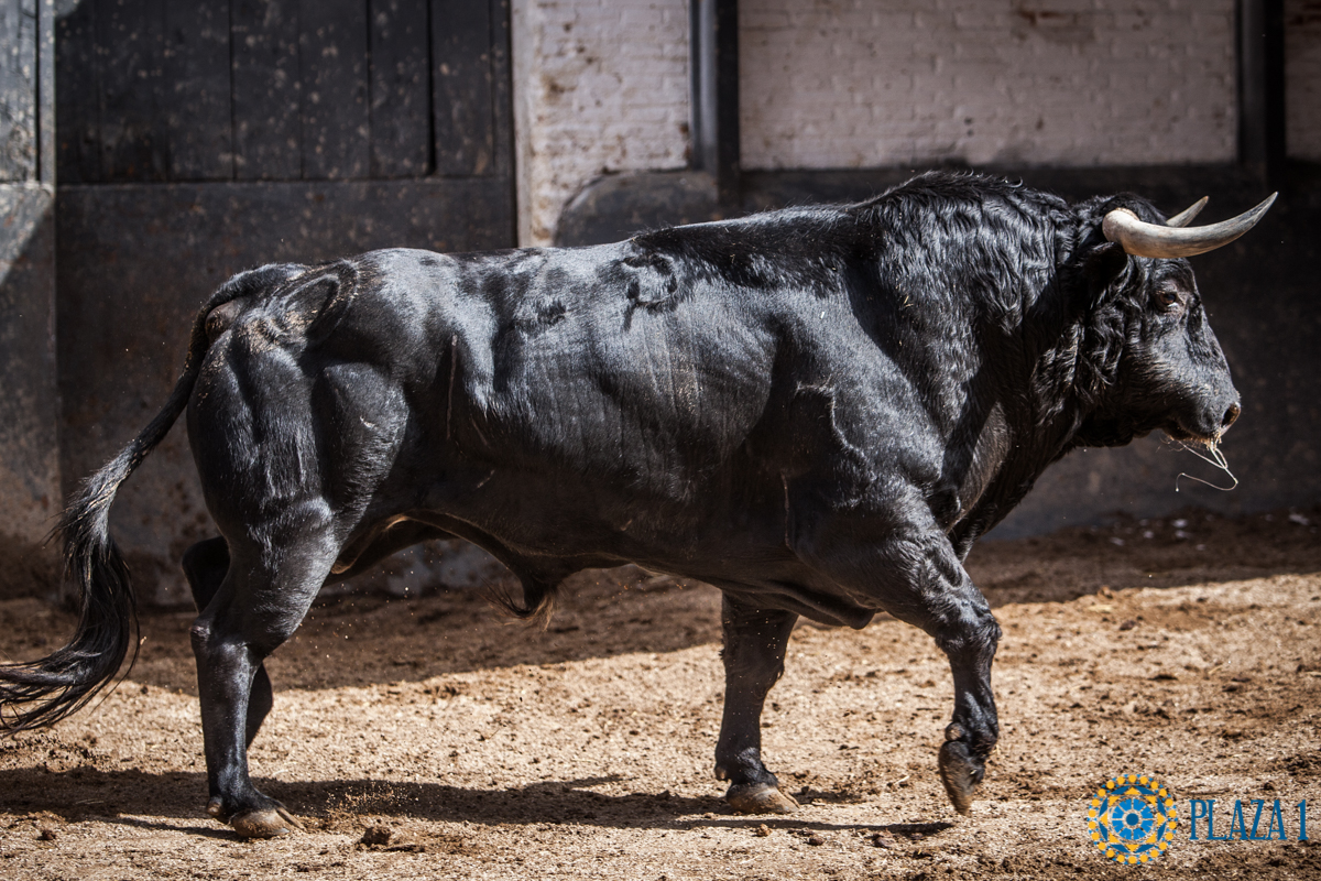 Sorteo, Madrid 24 de junio de 2018