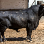 Sorteo, Madrid 9 de junio de 2018