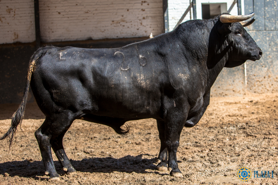 Sorteo, Madrid 9 de junio de 2018