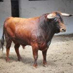 Sorteo, Bilbao 9 de junio de 2018