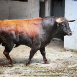 Sorteo, Bilbao 9 de junio de 2018