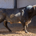 Sorteo, Madrid 3 de junio de 2018