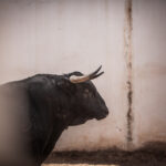 Alicante, 21 de junio de 2018. Toros de Luis Algarra