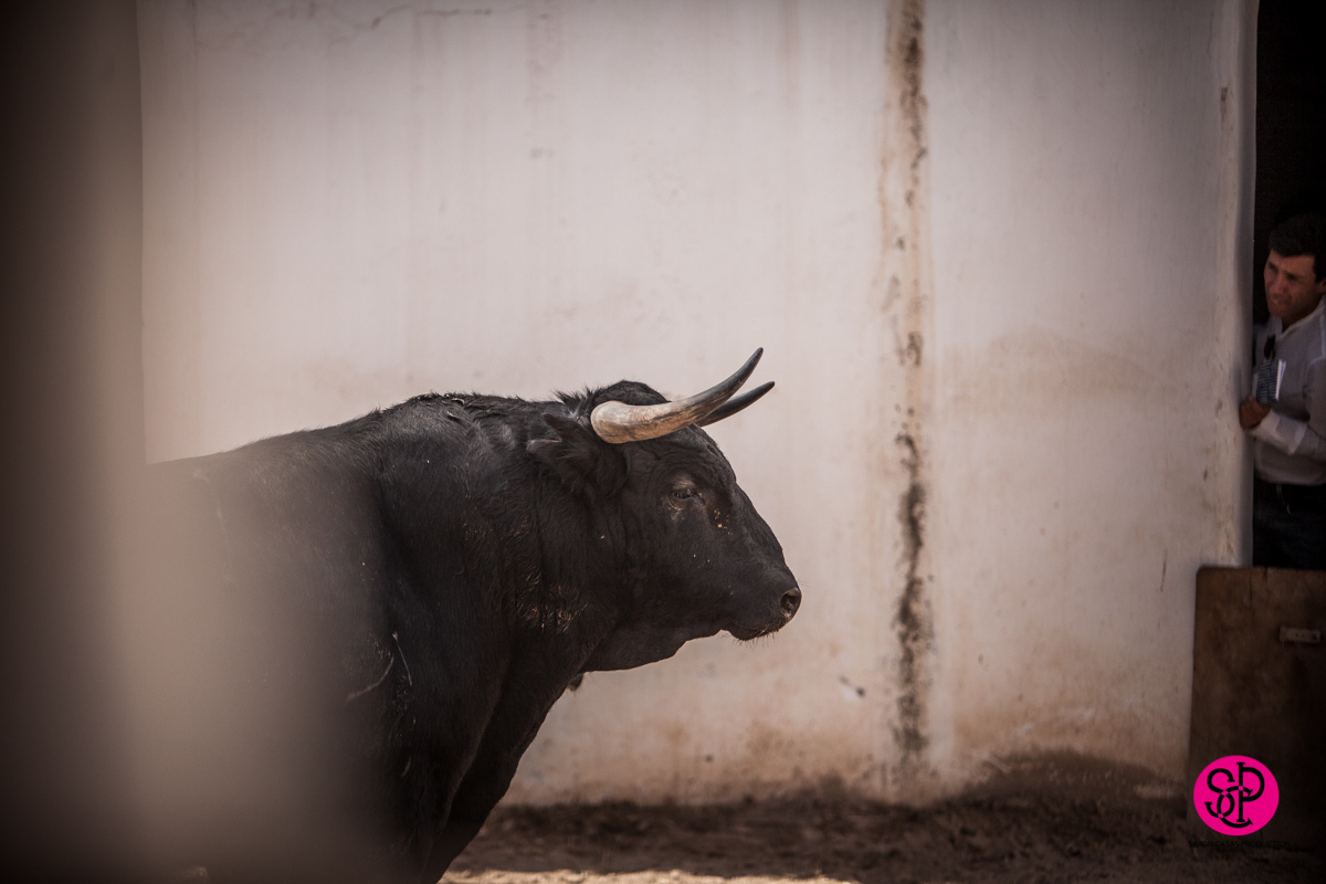 Alicante, 21 de junio de 2018. Toros de Luis Algarra