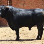 Madrid, San Isidro, lunes 4 de junio de 2018. Toros de Saltillo