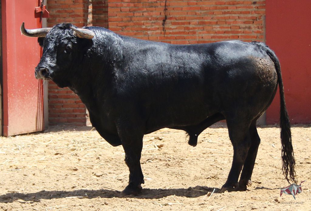Madrid, San Isidro, lunes 4 de junio de 2018. Toros de Saltillo