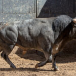Madrid, jueves 7 de junio de 2018, San Isidro. Toros de Rehuelga y Pallarés