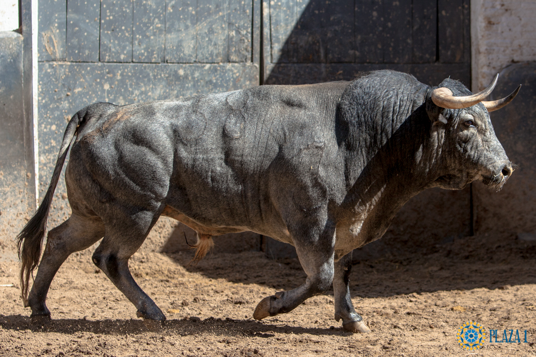 Madrid, jueves 7 de junio de 2018, San Isidro. Toros de Rehuelga y Pallarés