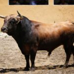 Granada, viernes 1 de junio de 2018. Sorteados los toros de Victoriano del Río.
