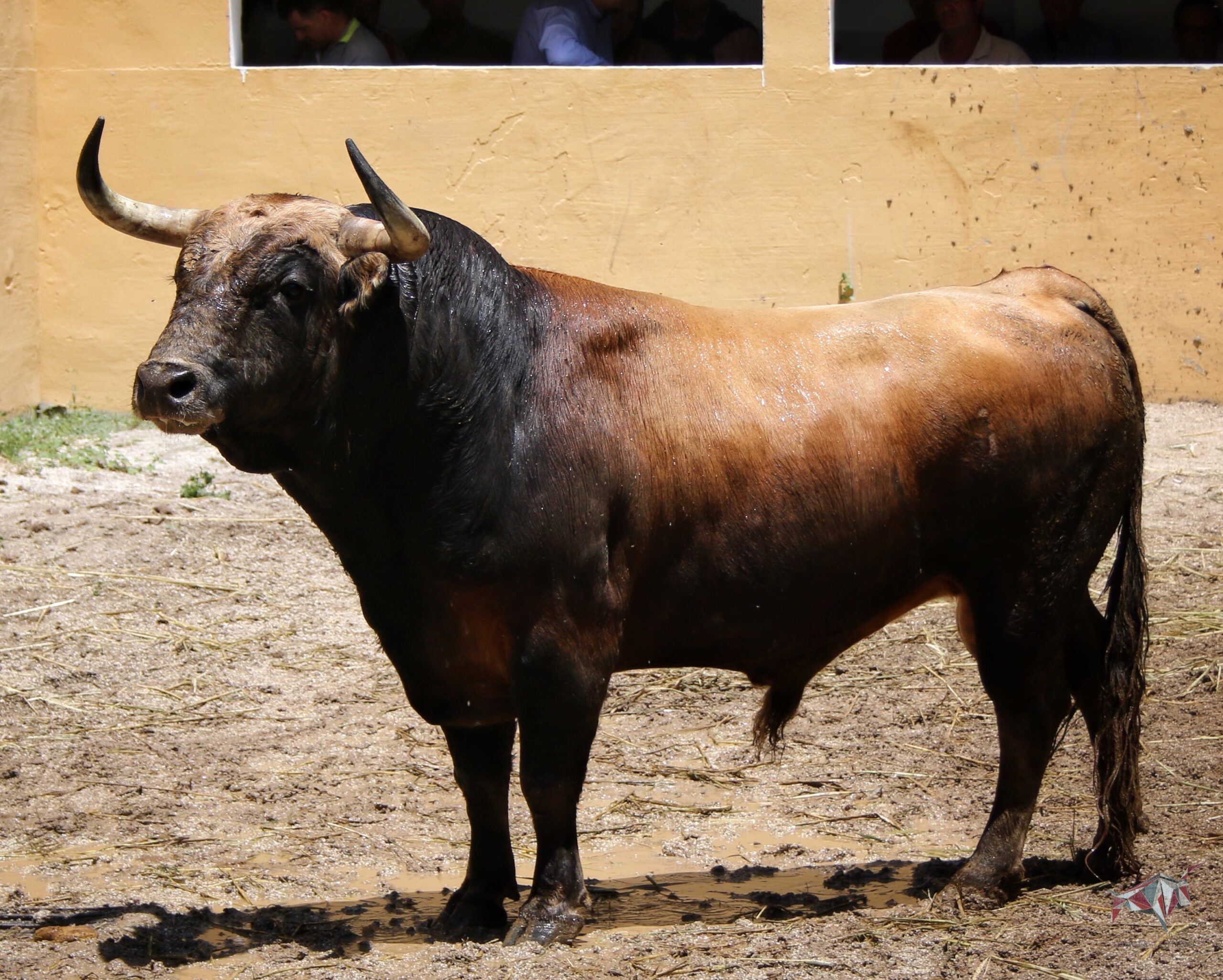 Granada, viernes 1 de junio de 2018. Sorteados los toros de Victoriano del Río.