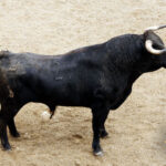 Novillos de Dolores Rufino para Sevilla. 7 de junio de 2018.