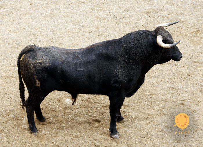Novillos de Dolores Rufino para Sevilla. 7 de junio de 2018.