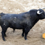 Sorteo de los novillos de López Gibaja para Sevilla, 14 de junio de 2018.