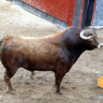 Sorteo de los novillos de López Gibaja para Sevilla, 14 de junio de 2018.