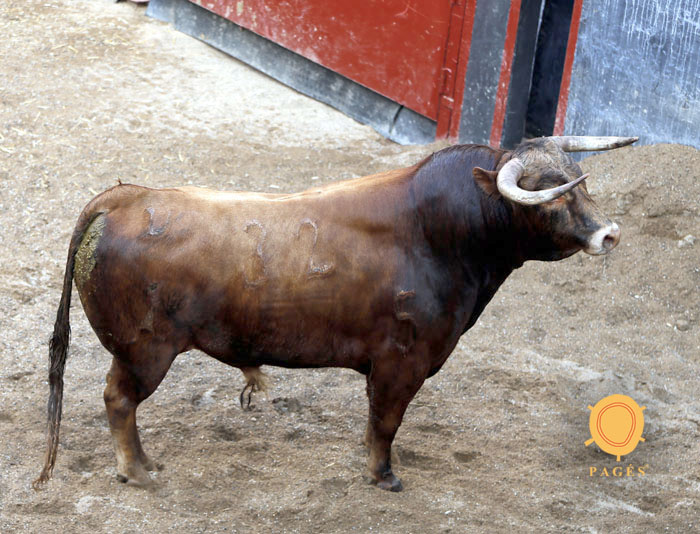 Sorteo de los novillos de López Gibaja para Sevilla, 14 de junio de 2018.