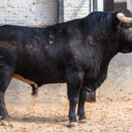 Sorteo, Madrid 9 de junio de 2018