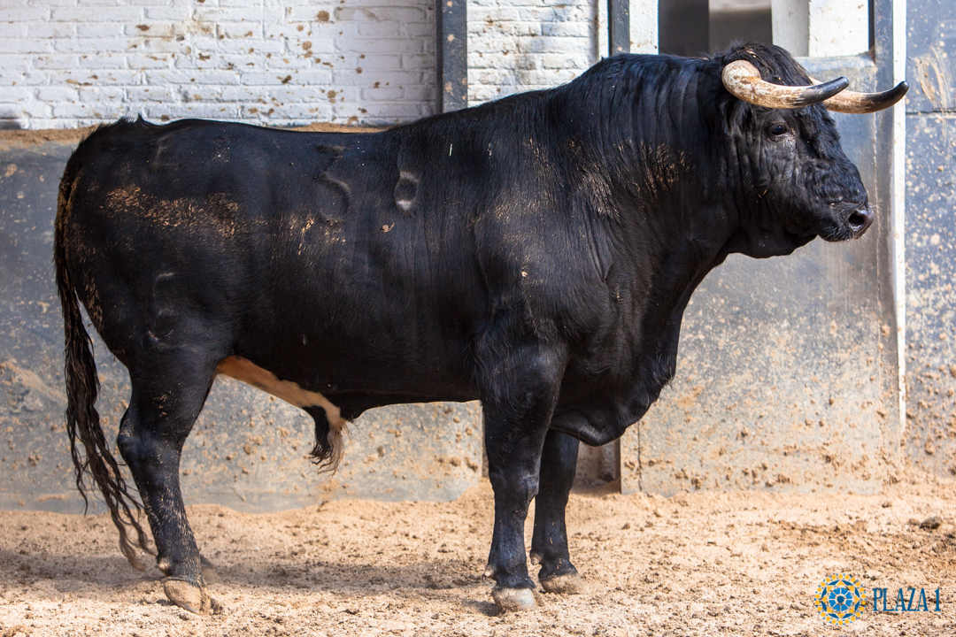 Sorteo, Madrid 9 de junio de 2018