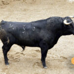 Novillos de Dolores Rufino para Sevilla. 7 de junio de 2018.