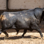 Sorteo, Madrid 9 de junio de 2018