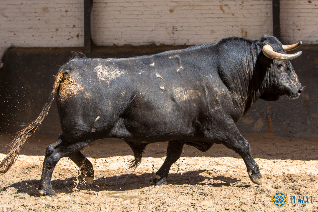 Sorteo, Madrid 9 de junio de 2018