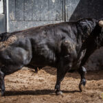 Sorteo, Madrid 24 de junio de 2018