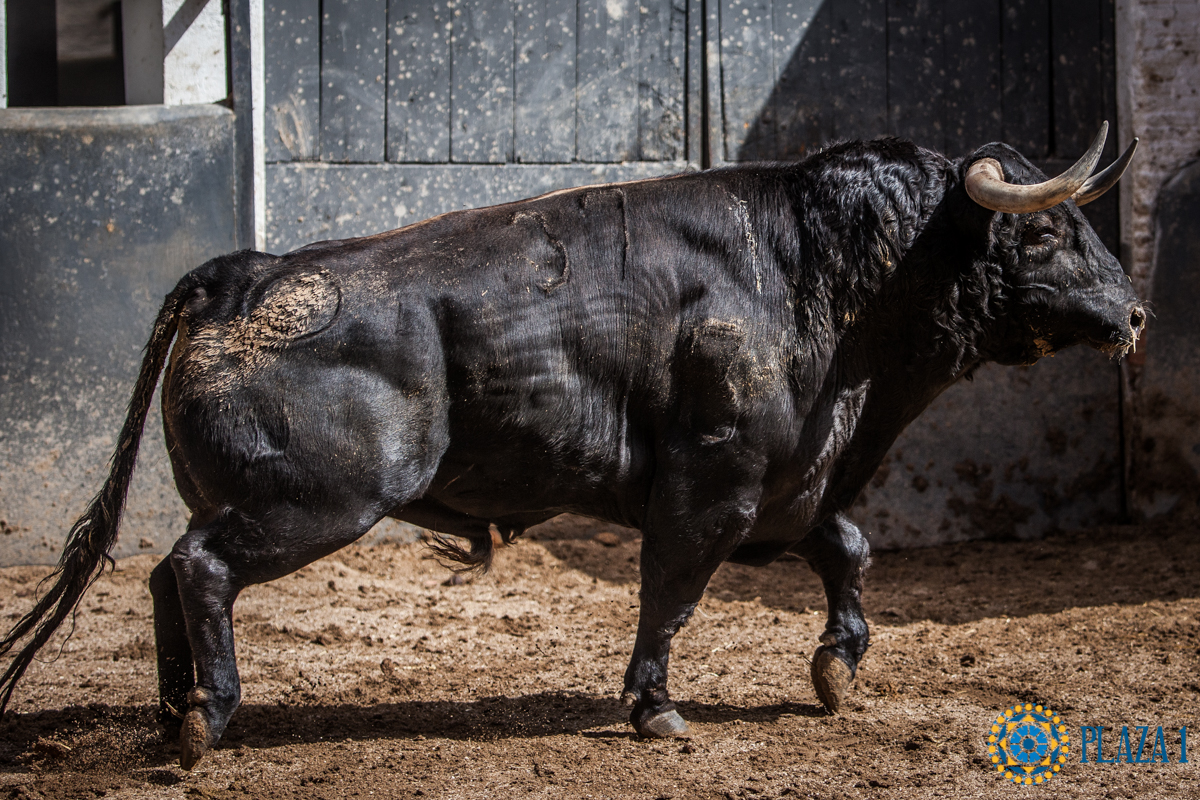 Sorteo, Madrid 24 de junio de 2018