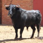 Madrid, San Isidro, martes 5 de junio de 2018. Toros de José Escolar
