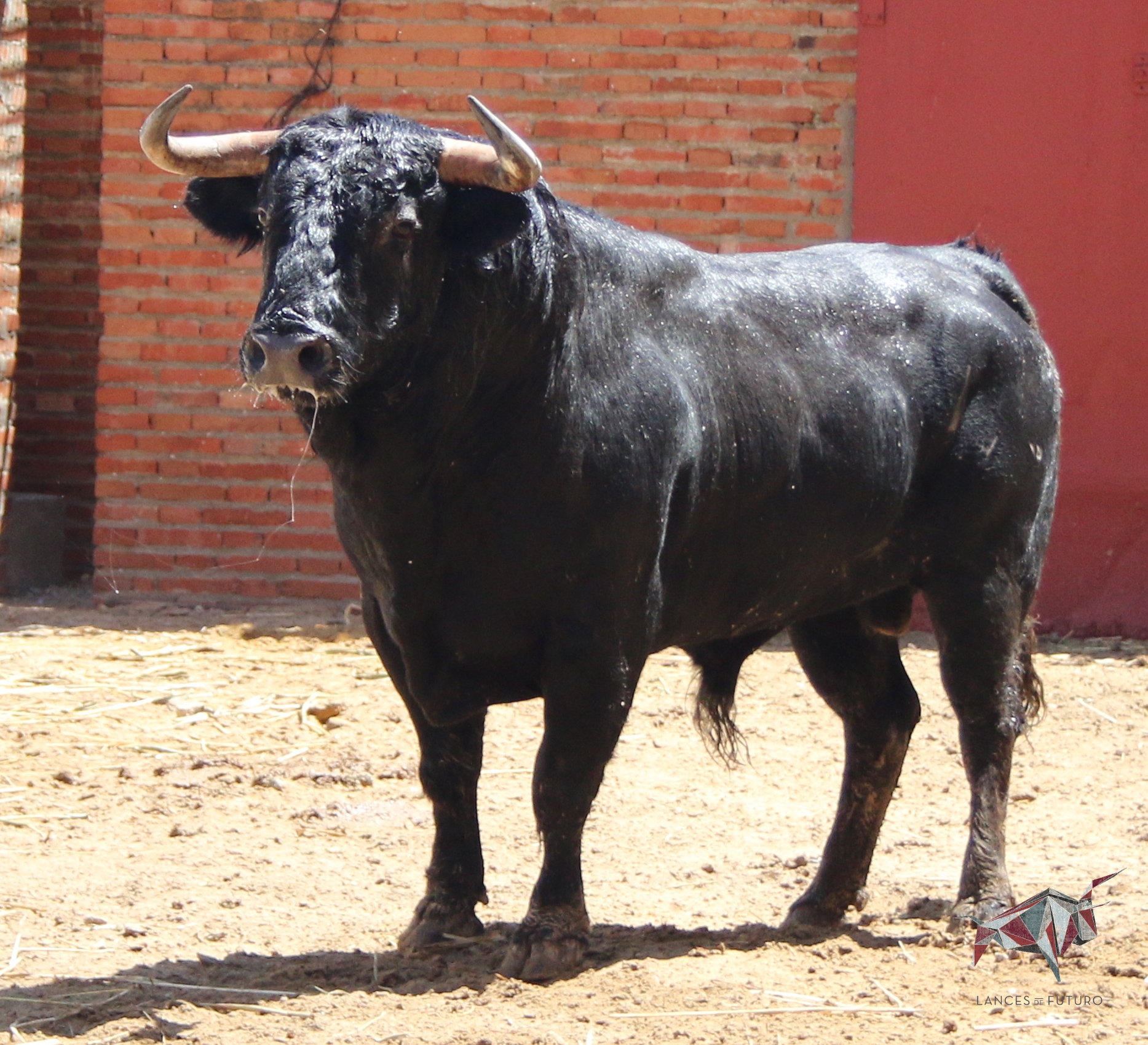 Madrid, San Isidro, martes 5 de junio de 2018. Toros de José Escolar