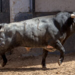 Madrid, jueves 7 de junio de 2018, San Isidro. Toros de Rehuelga y Pallarés