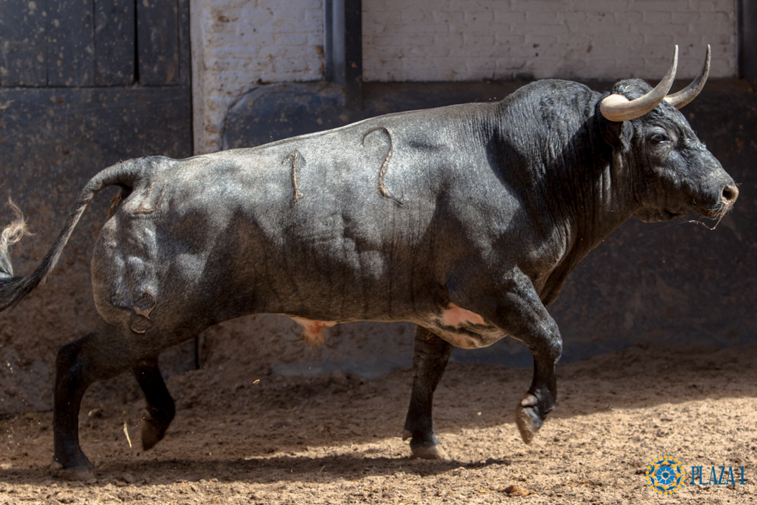 Madrid, jueves 7 de junio de 2018, San Isidro. Toros de Rehuelga y Pallarés