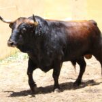 Granada, viernes 1 de junio de 2018. Sorteados los toros de Victoriano del Río.