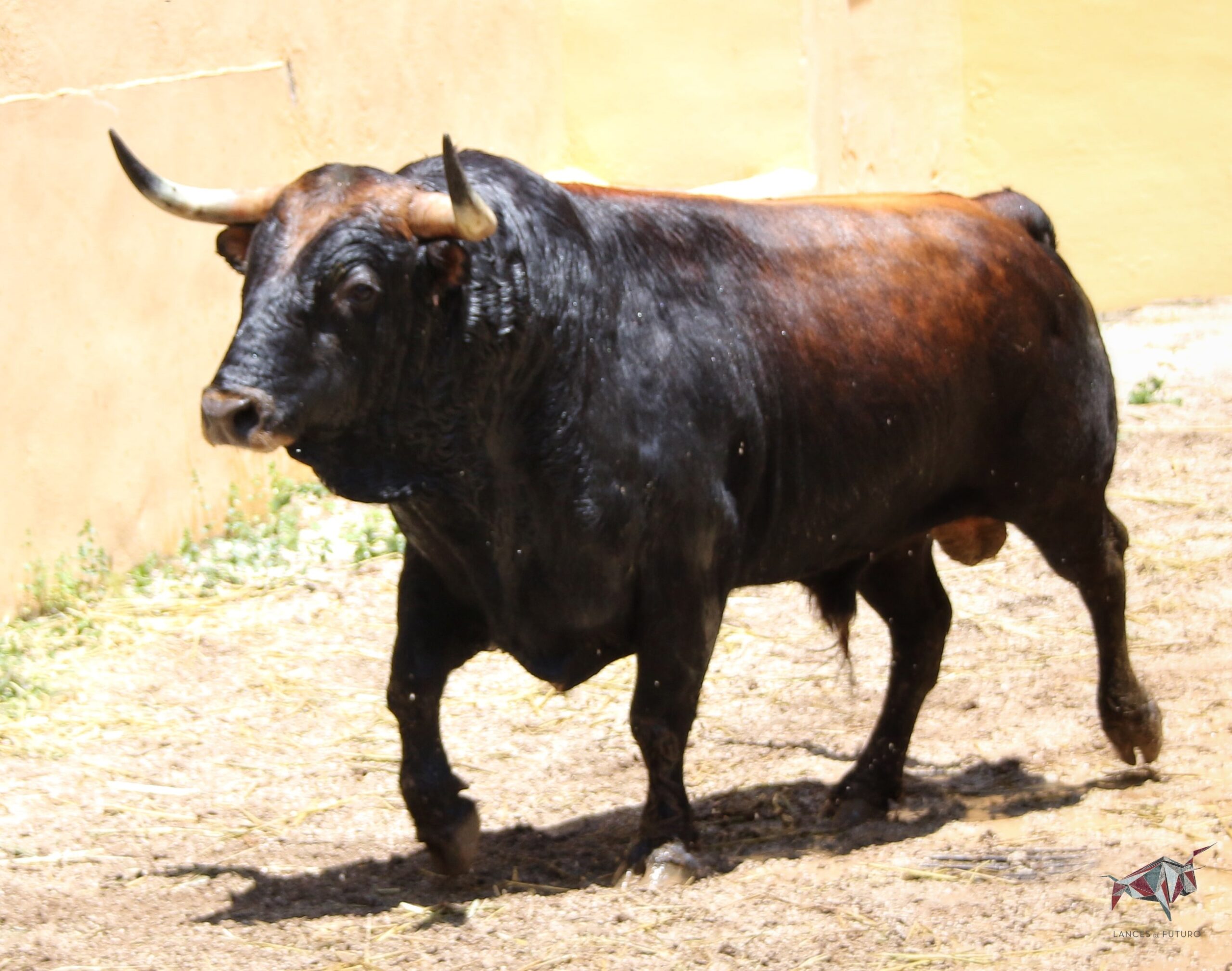 Granada, viernes 1 de junio de 2018. Sorteados los toros de Victoriano del Río.