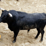 Novillos de Dolores Rufino para Sevilla. 7 de junio de 2018.