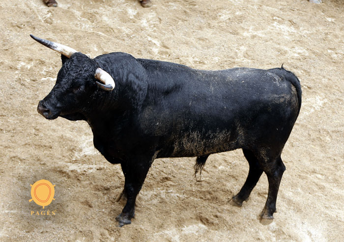 Novillos de Dolores Rufino para Sevilla. 7 de junio de 2018.