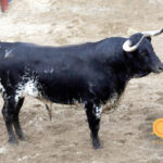 Sorteo de los novillos de López Gibaja para Sevilla, 14 de junio de 2018.